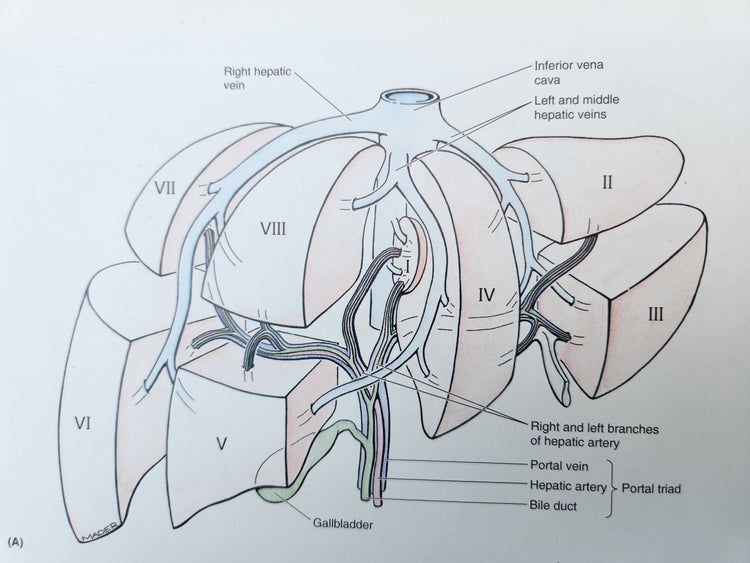 Liver Dissection